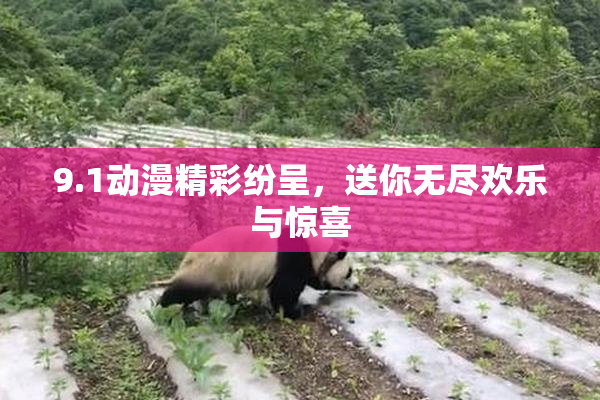 9.1动漫精彩纷呈，送你无尽欢乐与惊喜