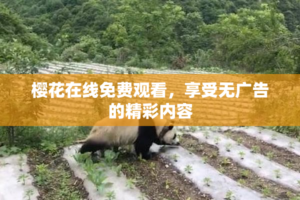 樱花在线免费观看，享受无广告的精彩内容