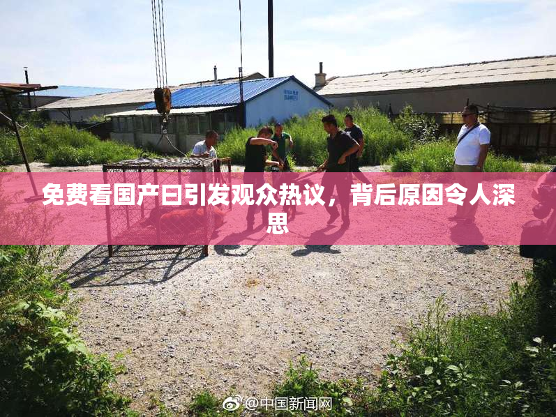 免费看国产曰引发观众热议，背后原因令人深思