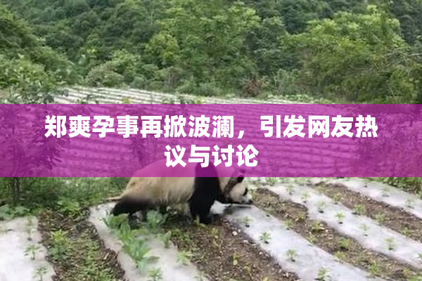 郑爽孕事再掀波澜，引发网友热议与讨论