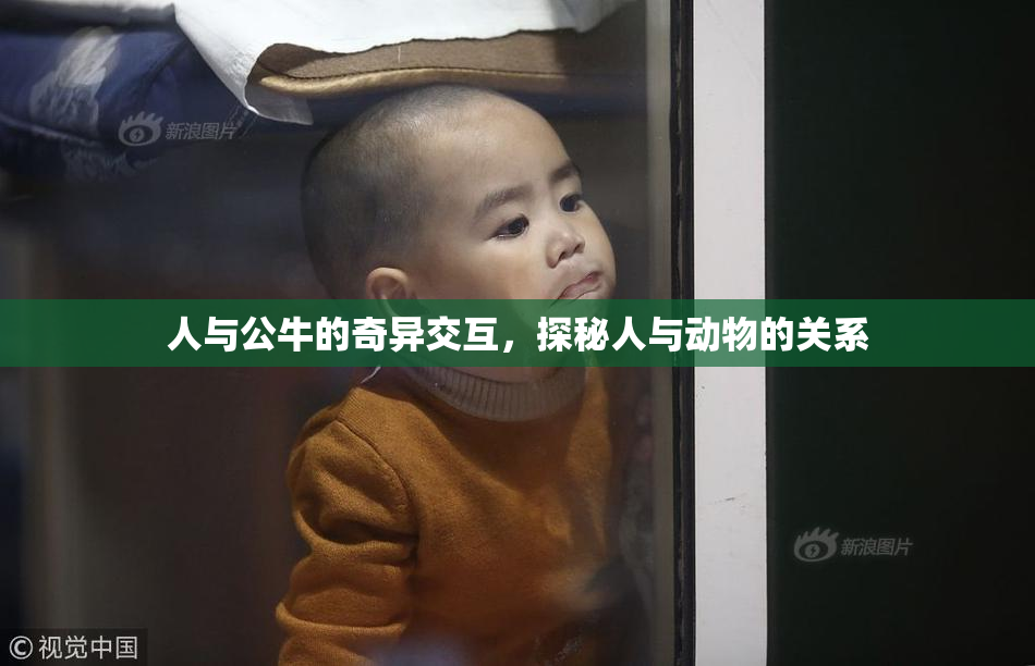 人与公牛的奇异交互，探秘人与动物的关系