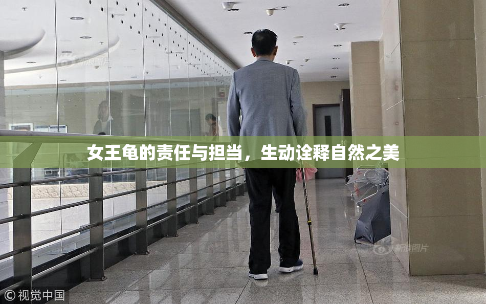 女王龟的责任与担当，生动诠释自然之美
