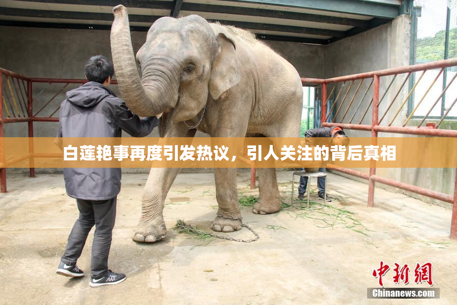白莲艳事再度引发热议，引人关注的背后真相