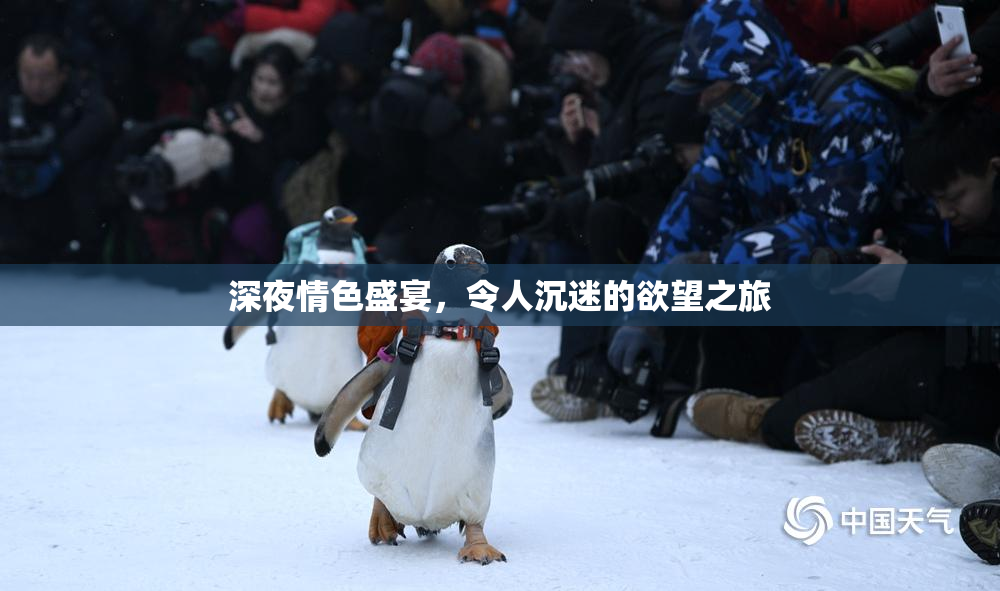 深夜情色盛宴，令人沉迷的欲望之旅