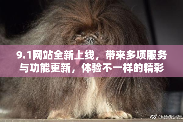 9.1网站全新上线，带来多项服务与功能更新，体验不一样的精彩内容