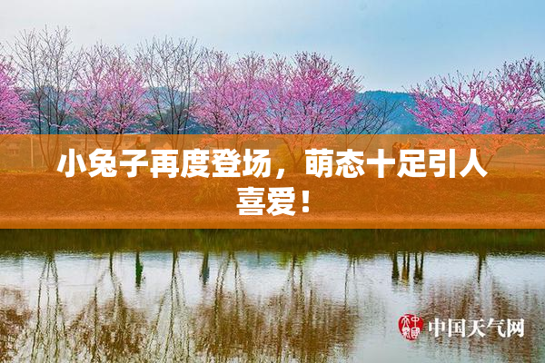 小兔子再度登场，萌态十足引人喜爱！