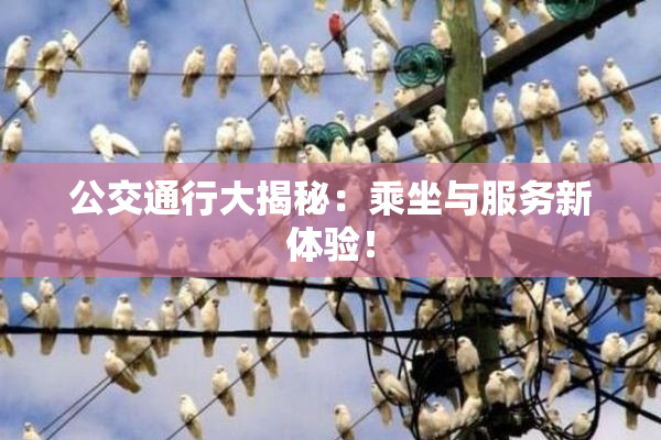 公交通行大揭秘：乘坐与服务新体验！
