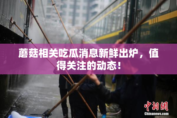 蘑菇相关吃瓜消息新鲜出炉，值得关注的动态！