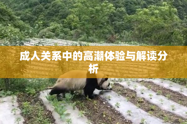 成人关系中的高潮体验与解读分析