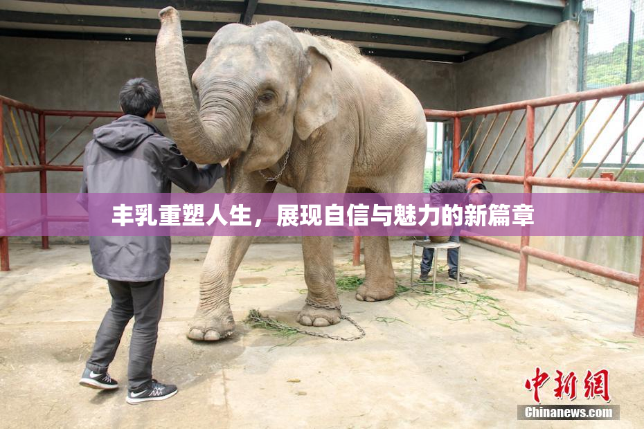 丰乳重塑人生，展现自信与魅力的新篇章
