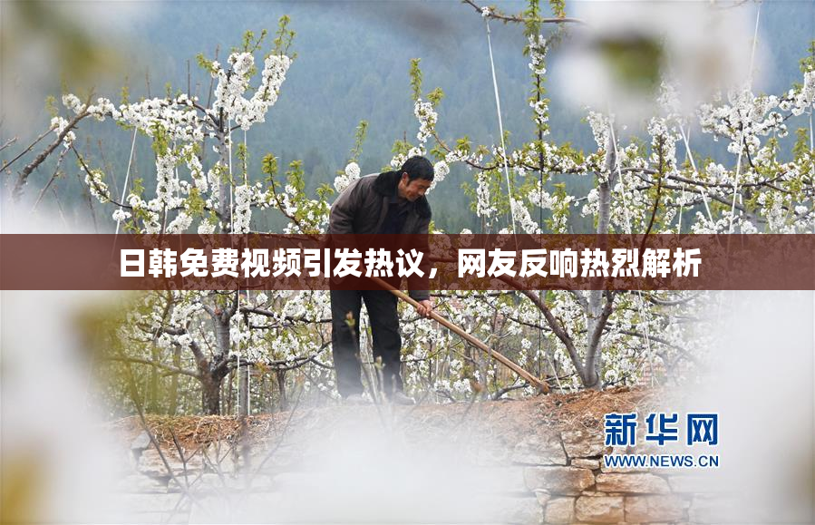 日韩免费视频引发热议，网友反响热烈解析