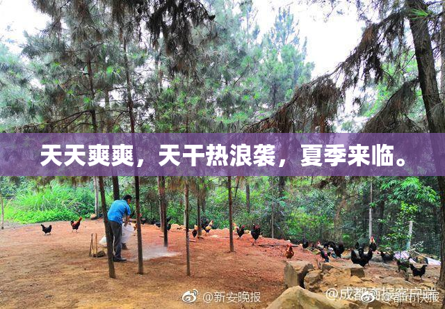 天天爽爽，天干热浪袭，夏季来临。