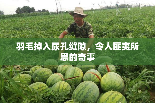 羽毛掉入尿孔缝隙，令人匪夷所思的奇事