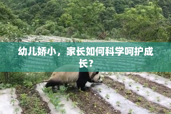 幼儿娇小，家长如何科学呵护成长？