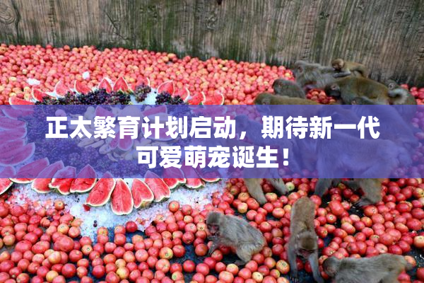 正太繁育计划启动，期待新一代可爱萌宠诞生！