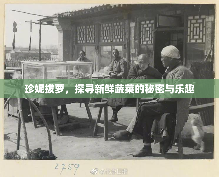 珍妮拔萝，探寻新鲜蔬菜的秘密与乐趣