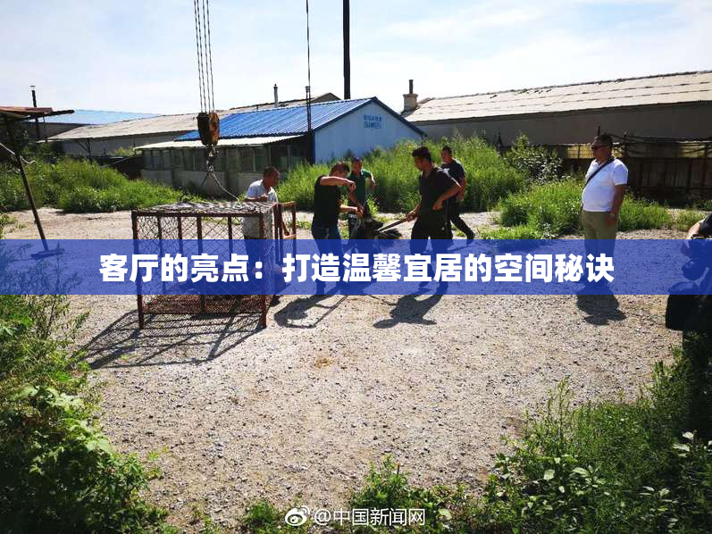 客厅的亮点：打造温馨宜居的空间秘诀