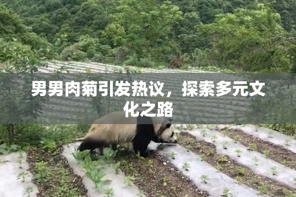 男男肉菊引发热议，探索多元文化之路