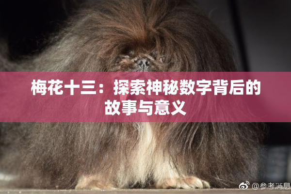 梅花十三：探索神秘数字背后的故事与意义