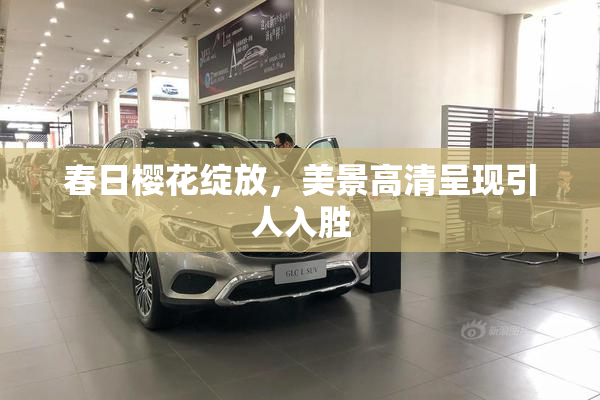 春日樱花绽放，美景高清呈现引人入胜