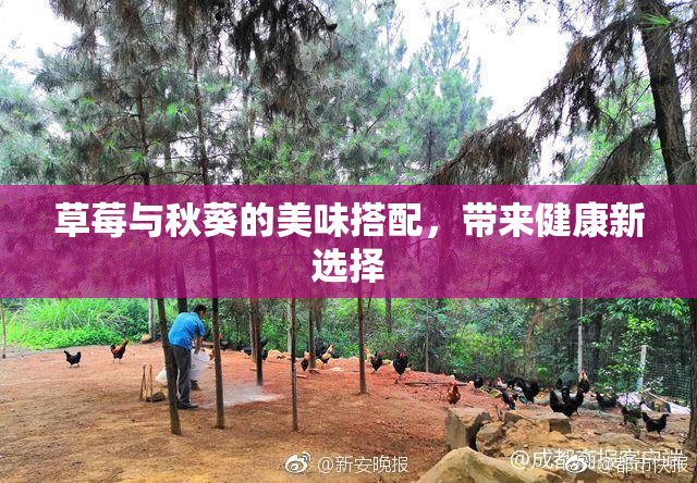 草莓与秋葵的美味搭配，带来健康新选择