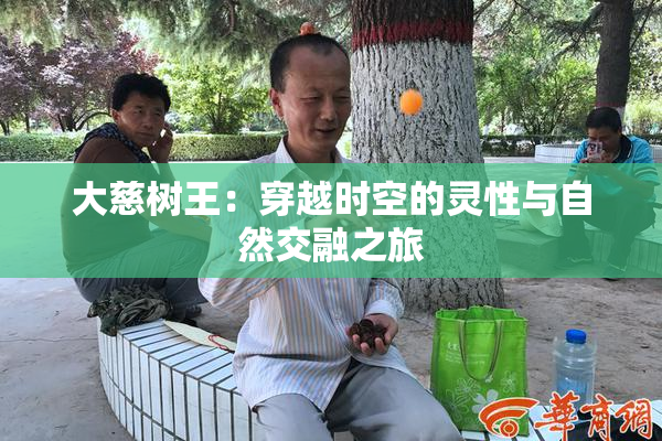 大慈树王：穿越时空的灵性与自然交融之旅