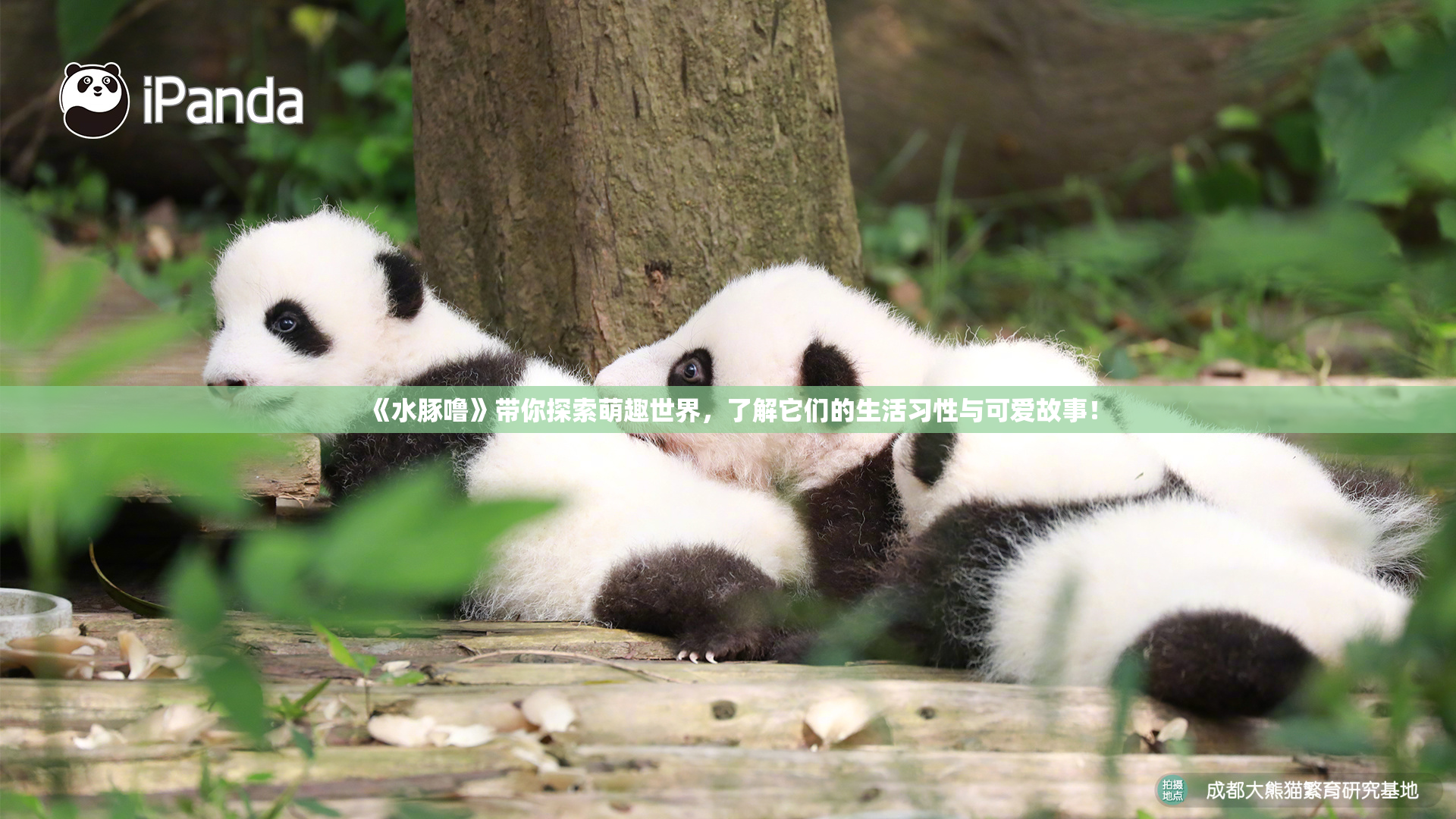 《水豚噜》带你探索萌趣世界，了解它们的生活习性与可爱故事！