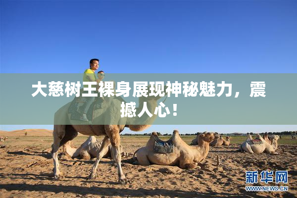 大慈树王裸身展现神秘魅力，震撼人心！