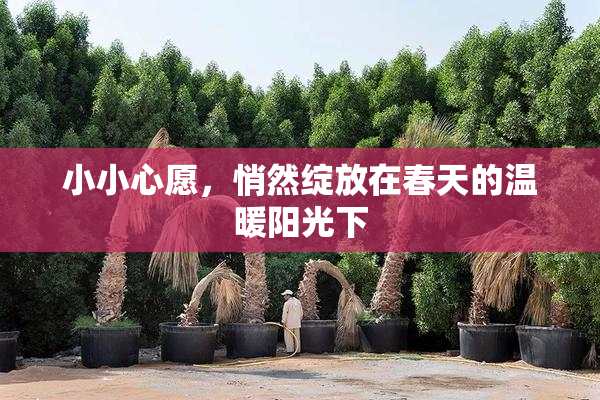 小小心愿，悄然绽放在春天的温暖阳光下