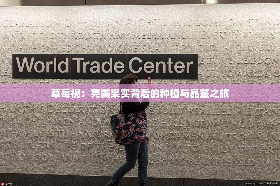草莓视：完美果实背后的种植与品鉴之旅