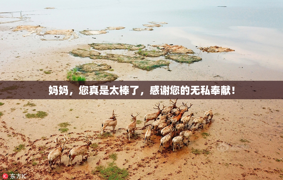 妈妈，您真是太棒了，感谢您的无私奉献！