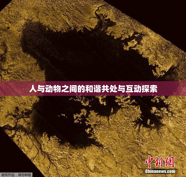 人与动物之间的和谐共处与互动探索