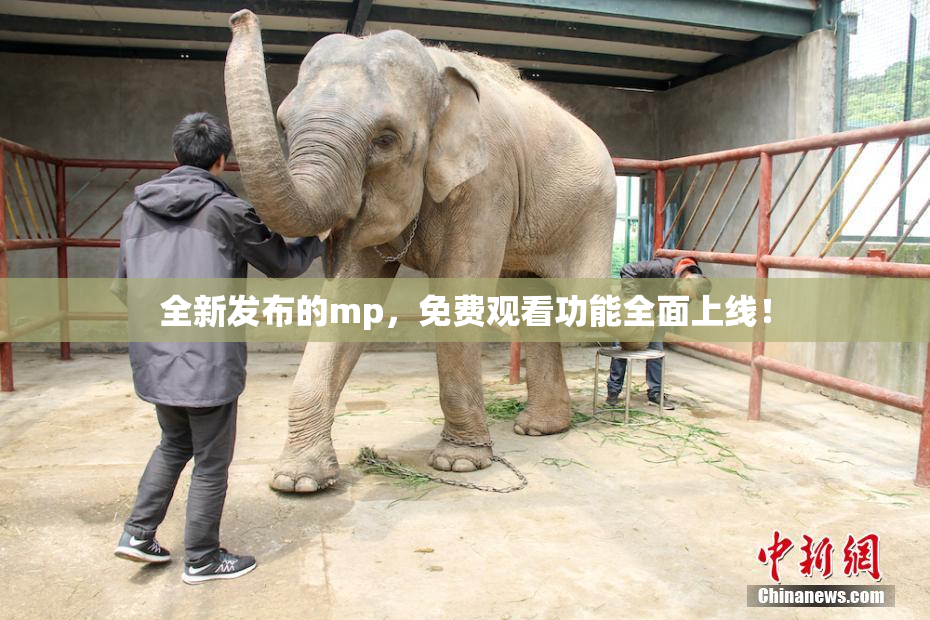 全新发布的mp，免费观看功能全面上线！