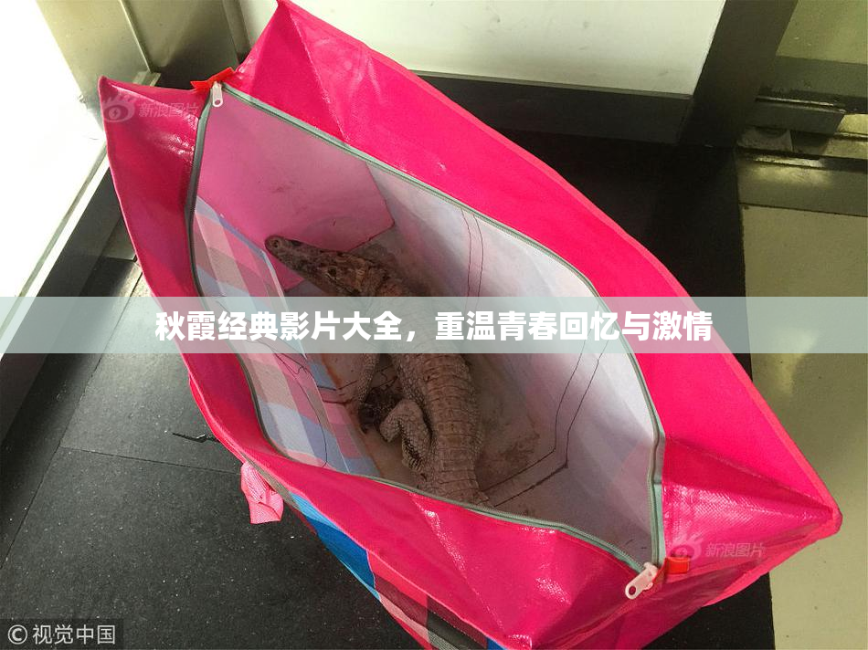 秋霞经典影片大全，重温青春回忆与激情