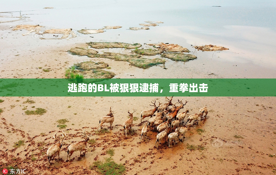 逃跑的BL被狠狠逮捕，重拳出击