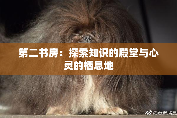 第二书房：探索知识的殿堂与心灵的栖息地
