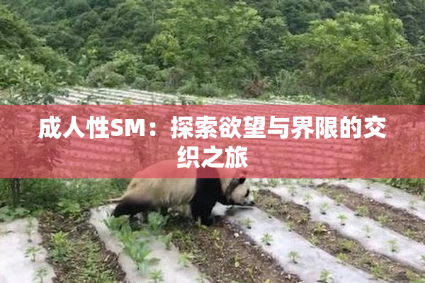 成人性SM：探索欲望与界限的交织之旅