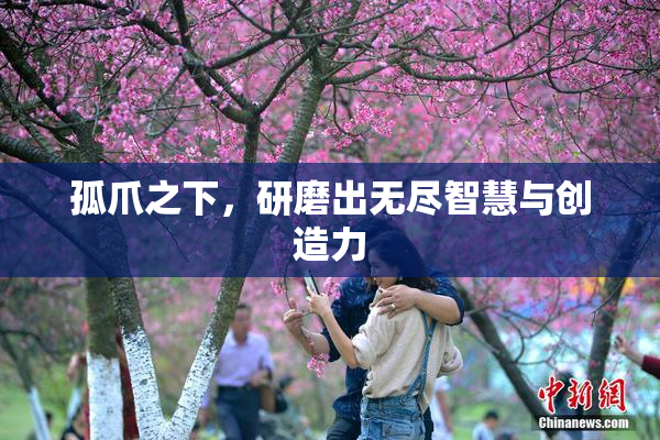 孤爪之下，研磨出无尽智慧与创造力