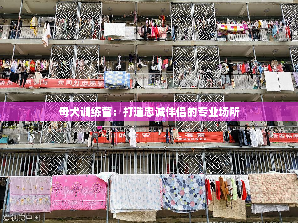 母犬训练营：打造忠诚伴侣的专业场所