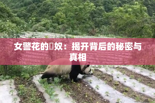 女警花的婬奴：揭开背后的秘密与真相