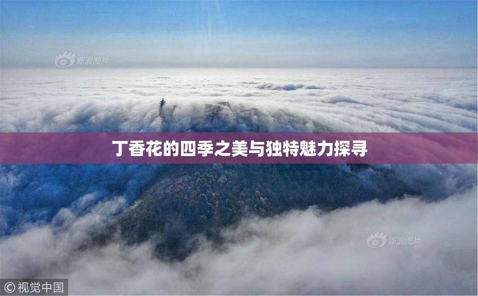 丁香花的四季之美与独特魅力探寻