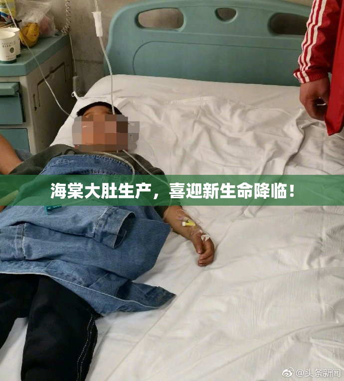 海棠大肚生产，喜迎新生命降临！