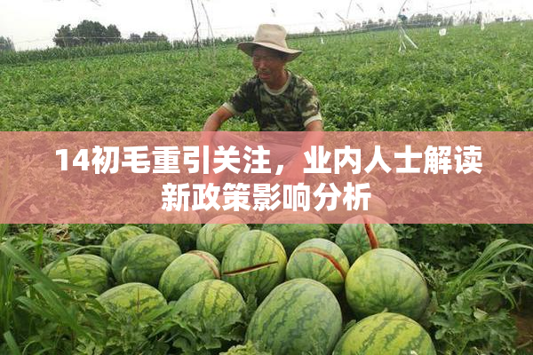 14初毛重引关注，业内人士解读新政策影响分析