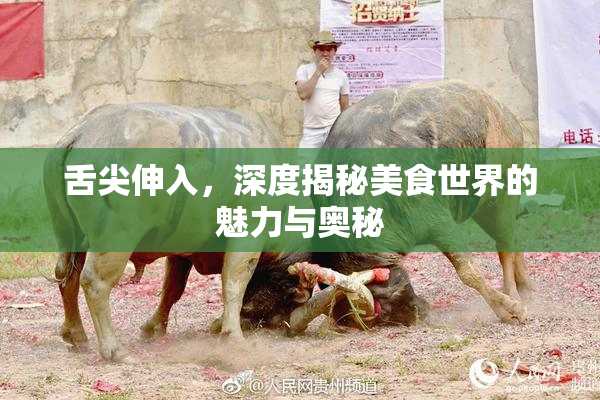舌尖伸入，深度揭秘美食世界的魅力与奥秘