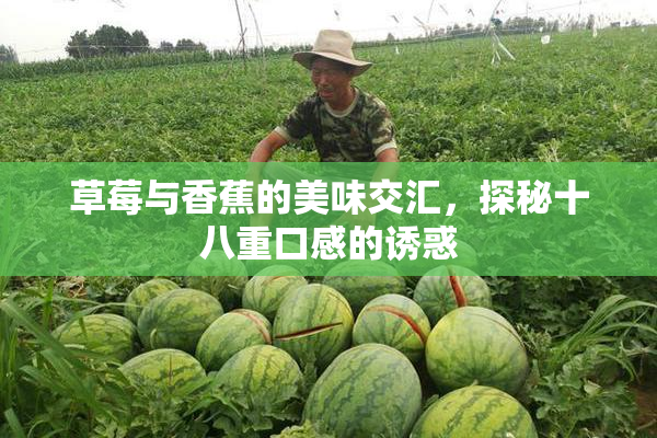 草莓与香蕉的美味交汇，探秘十八重口感的诱惑
