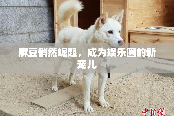 麻豆悄然崛起，成为娱乐圈的新宠儿