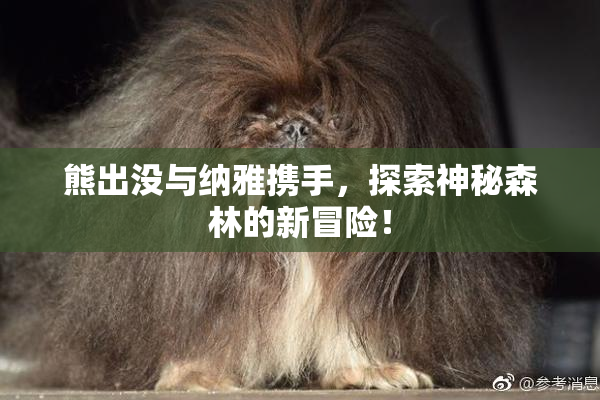 熊出没与纳雅携手，探索神秘森林的新冒险！