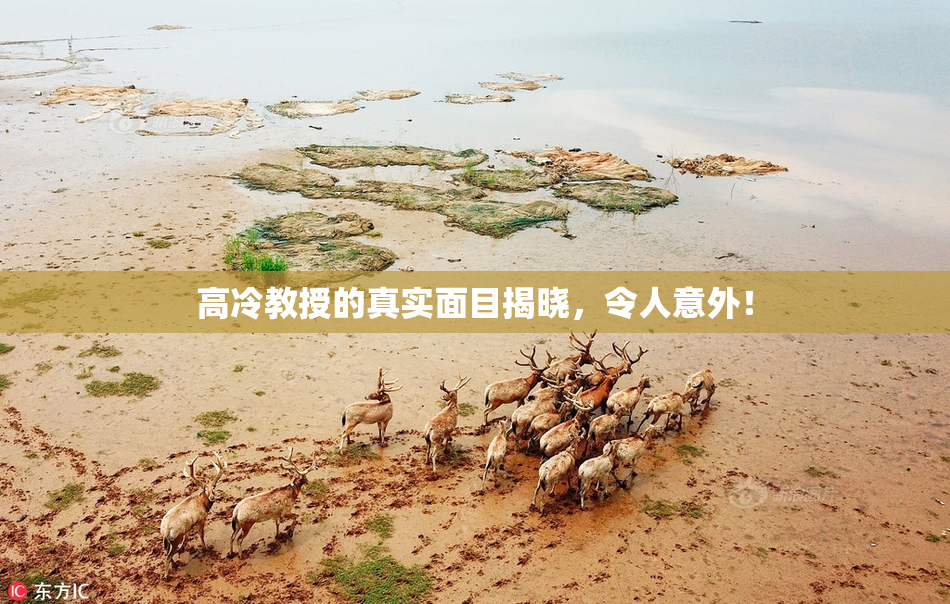高冷教授的真实面目揭晓，令人意外！