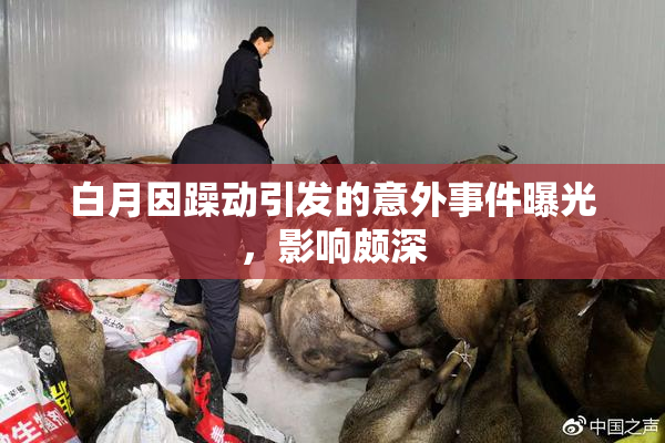 白月因躁动引发的意外事件曝光，影响颇深