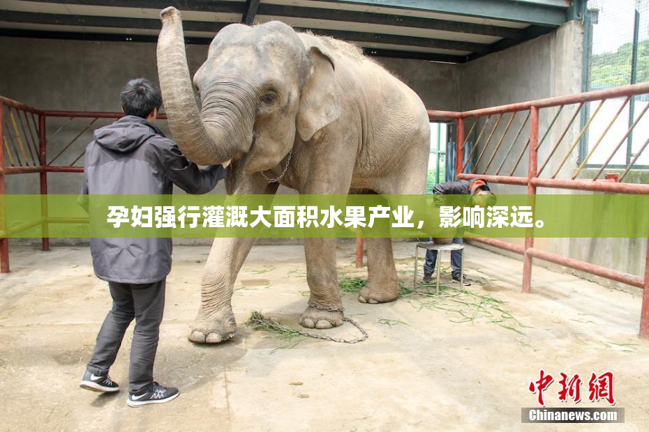 孕妇强行灌溉大面积水果产业，影响深远。